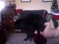 Dog sex during Christmas with kinky teen